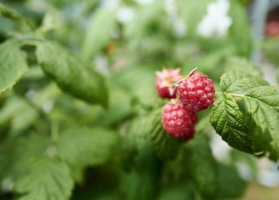 Frisch reife Himbeeren an einem Strauch mit grünen Blättern