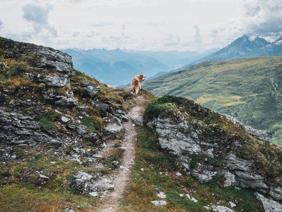 Glücklicher Hund auf Almwiese, im Hintergrund Berge und Gipfel 