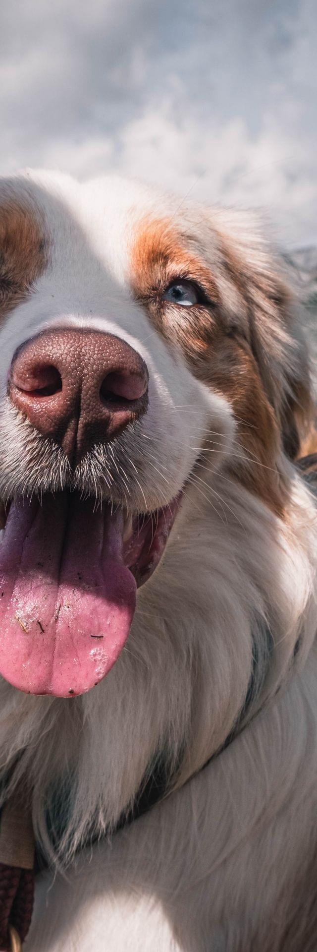Glücklicher Hund auf Almwiese, im Hintergrund Berge und Gipfel 