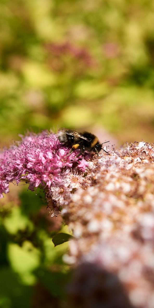 Hummel sammelt Nektar von rosa Blüten in einem sonnigen Garten