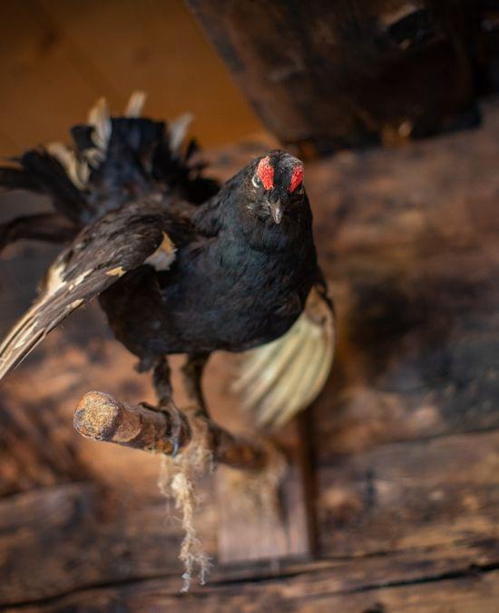 Präpariertes Birkhuhn an Holzwand in rustikalem Innenraum montiert