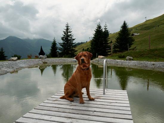 Brauner Hund sitzt auf Holzsteg an einem Bergteich mit Tannenbäumen
