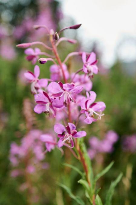 Close-up of blooming pink fireweed flower in a green summer meadow