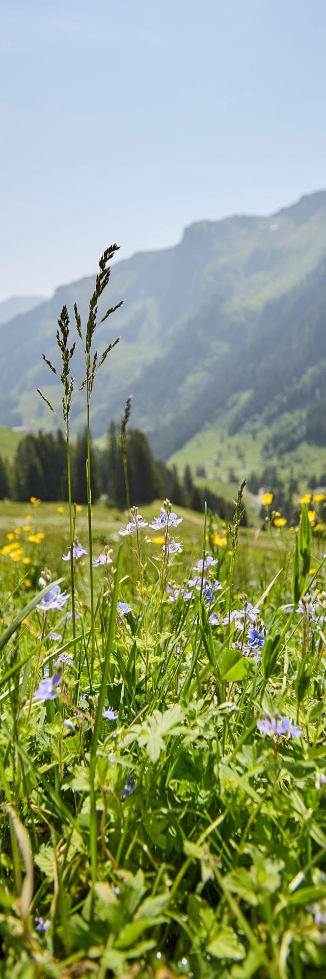 Bunte Almwiese mit Bergen im Hintergrund