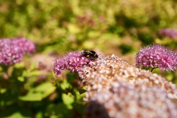 Hummel sammelt Nektar von rosa Blüten in einem sonnigen Garten