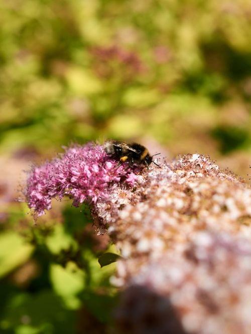 Hummel sammelt Nektar von rosa Blüten in einem sonnigen Garten
