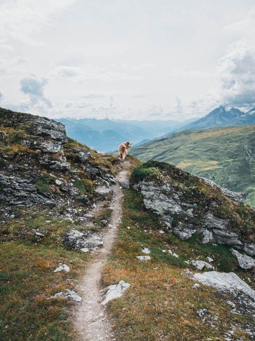Glücklicher Hund auf Almwiese, im Hintergrund Berge und Gipfel 