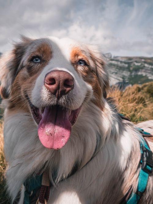Glücklicher Hund auf Almwiese, im Hintergrund Berge und Gipfel 