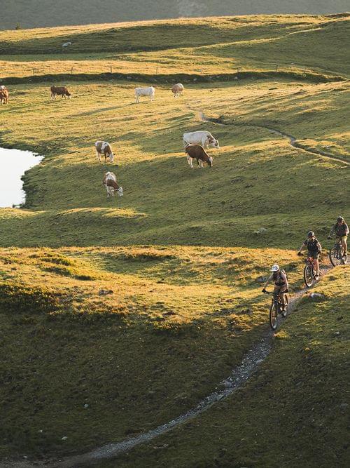 Mountain bikers riding on a grassy trail near grazing cows and a reflective alpine lake