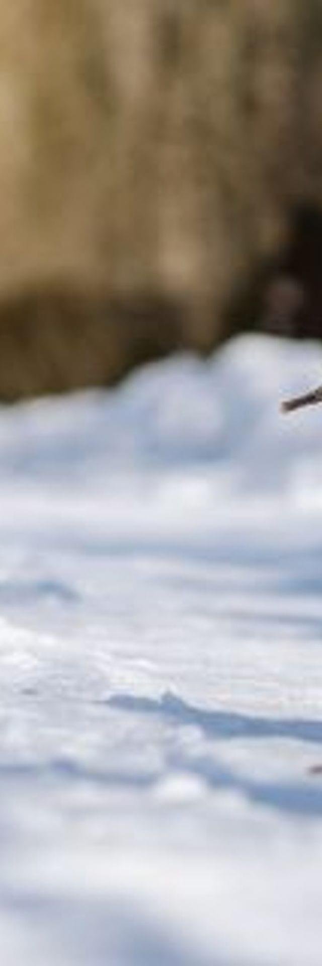 Beagle läuft mit einem Stock im Maul durch verschneiten Waldweg