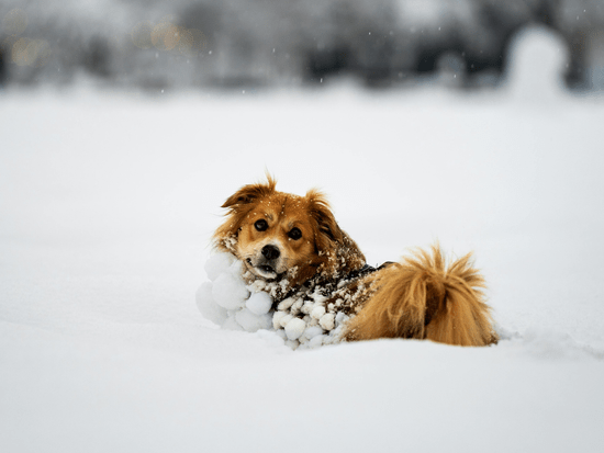Hund im Tiefschnee 