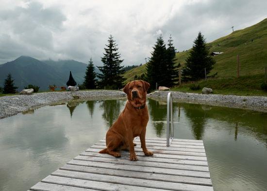 Brauner Hund sitzt auf Holzsteg an einem Bergteich mit Tannenbäumen