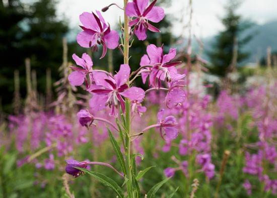 Close-up of blooming pink fireweed flowers in a summer alpine meadow