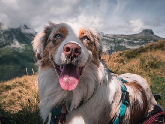 Glücklicher Hund auf Almwiese, im Hintergrund Berge und Gipfel 