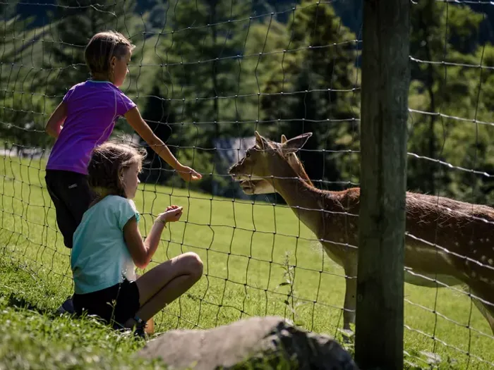 Zwei Kinder füttern ein Reh durch einen Drahtzaun an einem sonnigen Tag auf einer Wiese