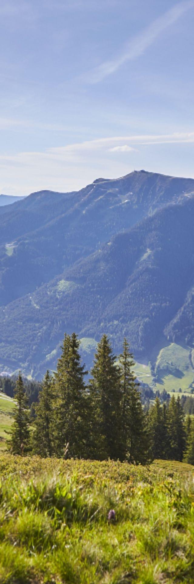 Sonnige Alpenlandschaft mit Wald, See und Dorf im Tal in Österreich